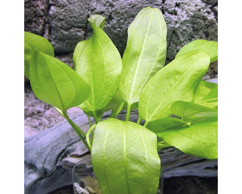 Akvarijní rostlina se zelenými listy