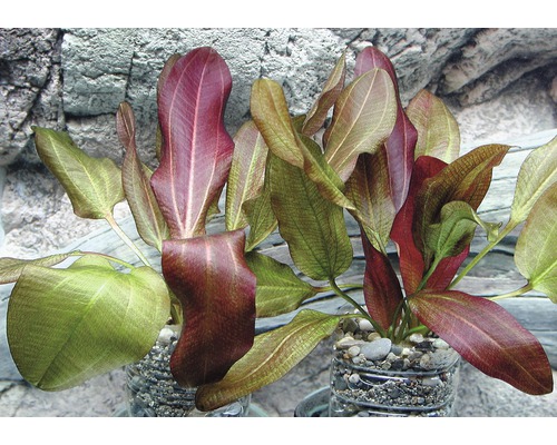 Akvarijní rostliny v květináči