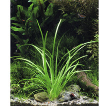 Akvárium s rostlinou Vallisneria
