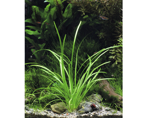 Akvárium s rostlinou Vallisneria