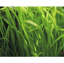 Detailní záběr na Vallisneria spiralis, akvarijní rostlinu
