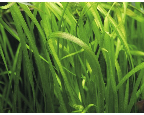 Detailní záběr na Vallisneria spiralis, akvarijní rostlinu