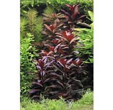 Akvárium s různými vodními rostlinami