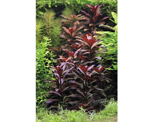 Akvárium s různými vodními rostlinami