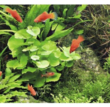 Akvarijní rostliny s červenými platys