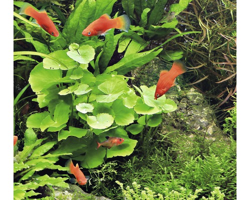 Akvarijní rostliny s červenými platys