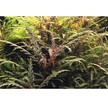 Husté akvárium s vodními rostlinami Cryptocoryne crispatula ''Balansae''