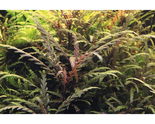 Husté akvárium s vodními rostlinami Cryptocoryne crispatula ''Balansae''