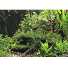 Akvarijní rostliny a ryby v osázeném akváriu