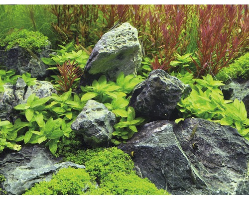 Dekorace akvária s kameny a rostlinami