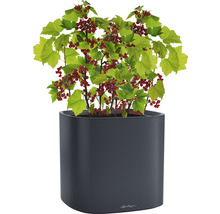 Červený rybíz v květináči