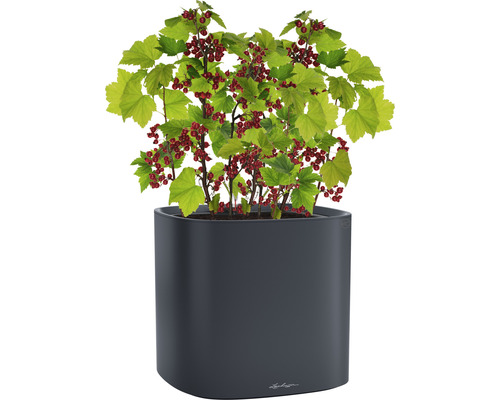 Červený rybíz v květináči