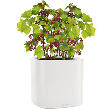 Červený rybíz v bílé květináčové nádobě