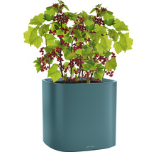 Červený rybíz v květináči