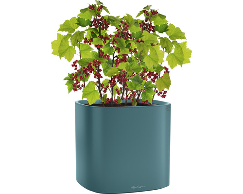 Červený rybíz v květináči