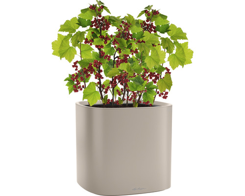 Keř rybízu s červenými plody v květináči