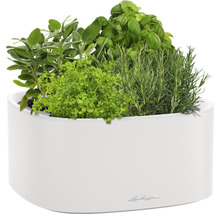 Bylinková zahrada v bílé nádobě se šalvějí, petrželkou, bazalkou a rozmarýnem