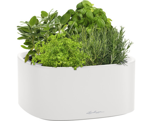 Bylinková zahrada v bílé nádobě se šalvějí, petrželkou, bazalkou a rozmarýnem