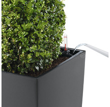 Zavlažování zimostrázu v květináči s indikátorem hladiny vody