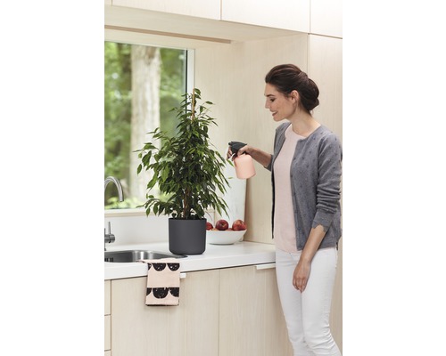 Žena stříká pokojovou rostlinu Ficus Benjamini rozprašovačem v kuchyni