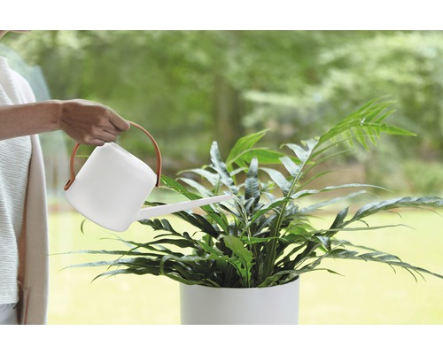 Osoba zalévá pokojovou rostlinu konví.