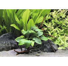 Aranžmá akvarijních rostlin s kameny, štěrkem a kořenovým dřevem