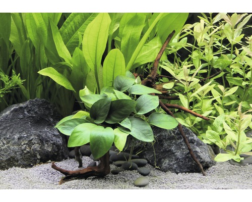 Aranžmá akvarijních rostlin s kameny, štěrkem a kořenovým dřevem