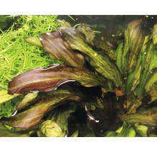 Akvárium s rostlinami Echinodorus