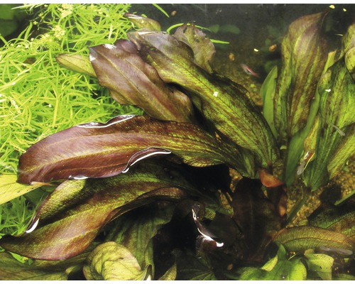 Akvárium s rostlinami Echinodorus