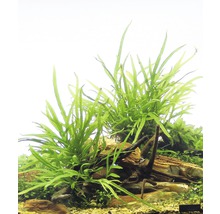 Akvarijní rostliny na kamenech a dřevě