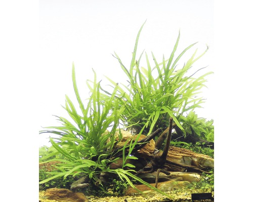 Akvarijní rostliny na kamenech a dřevě