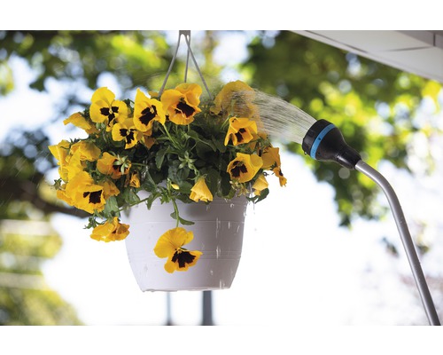 Zavlažování žlutých macešek v závěsném květináči pomocí zahradní hadice