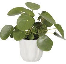 Obal na květináč plastový elho Vibes Ø 22 cm bílý