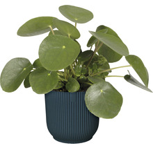 Obal na květináč plastový elho Vibes Ø 22 cm modrý