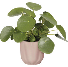 Obal na květináč plastový elho Vibes Ø 14 cm růžový