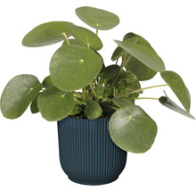 Obal na květináč plastový elho Vibes Ø 14 cm modrý
