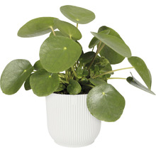 Obal na květináč plastový elho Vibes Ø 14 cm bílý