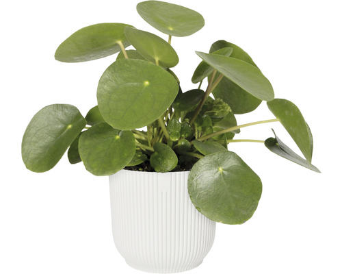Pilea rostlina v bílém květináči