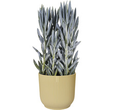 Obal na květináč plastový elho Vibes Ø 16 cm žlutý