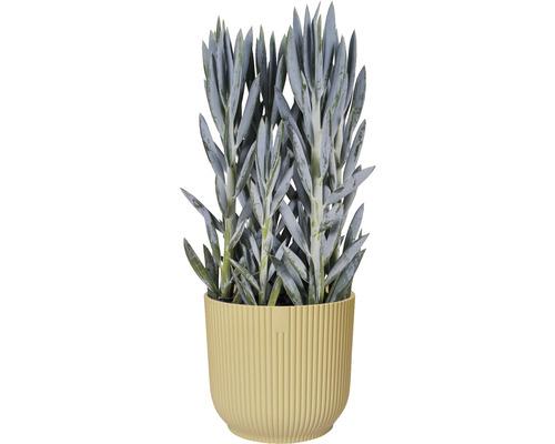 Starček v květináči