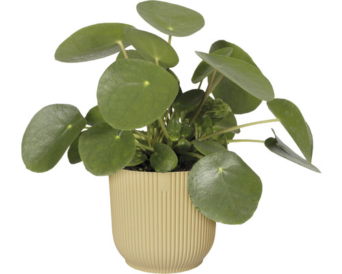 Pilea peperomioides v květináči