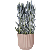 Obal na květináč plastový elho Vibes Ø 16 cm růžový