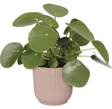 Obal na květináč plastový elho Vibes Ø 16 cm růžový