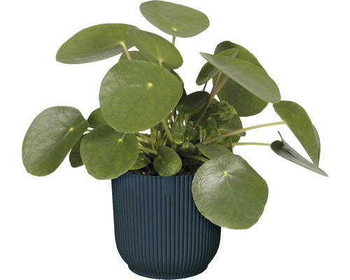 Pilea peperomioides v květináči