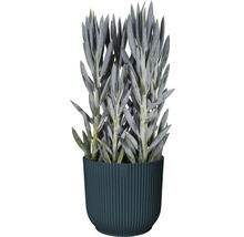 Obal na květináč plastový elho Vibes Ø 16 cm modrý