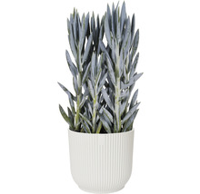 Obal na květináč plastový elho Vibes Ø 16 cm bílý