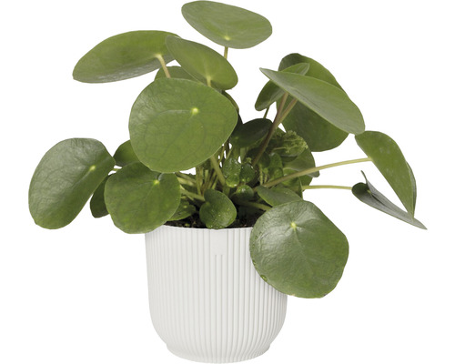 Pilea v květináči