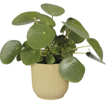 Pilea rostlina v květináči