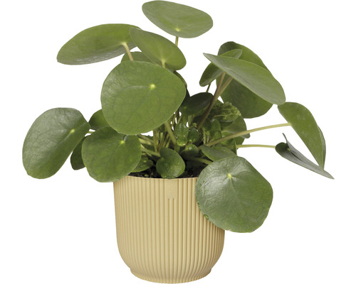 Pilea rostlina v květináči