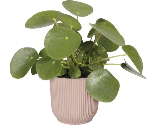Pilea peperomioides v květináči